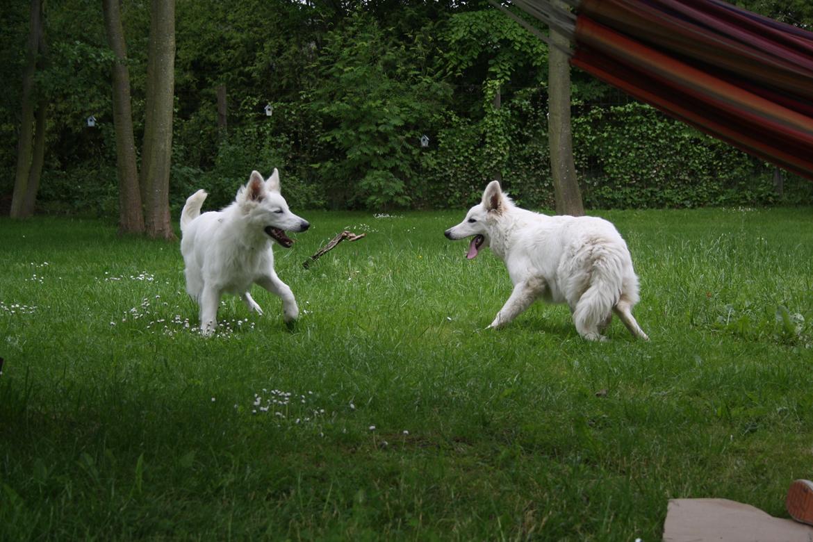 Hvid Schweizisk Hyrdehund Nica ( opdrætter navn Grammy) billede 27