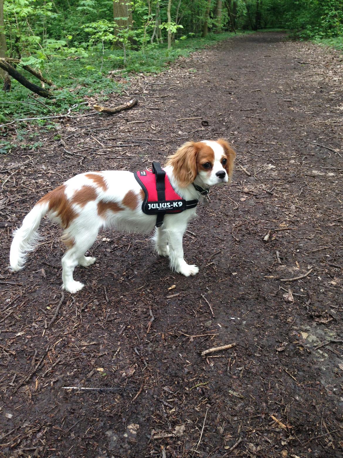 Cavalier king charles spaniel Eljen´s Lucca billede 1
