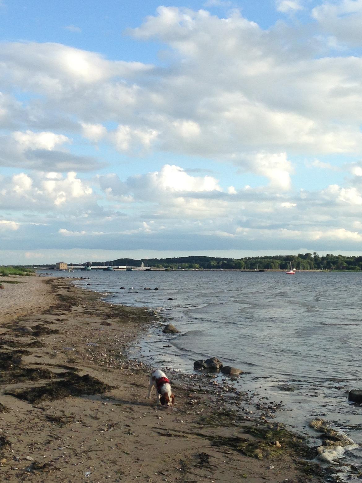 Cavalier king charles spaniel Eljen´s Lucca billede 2