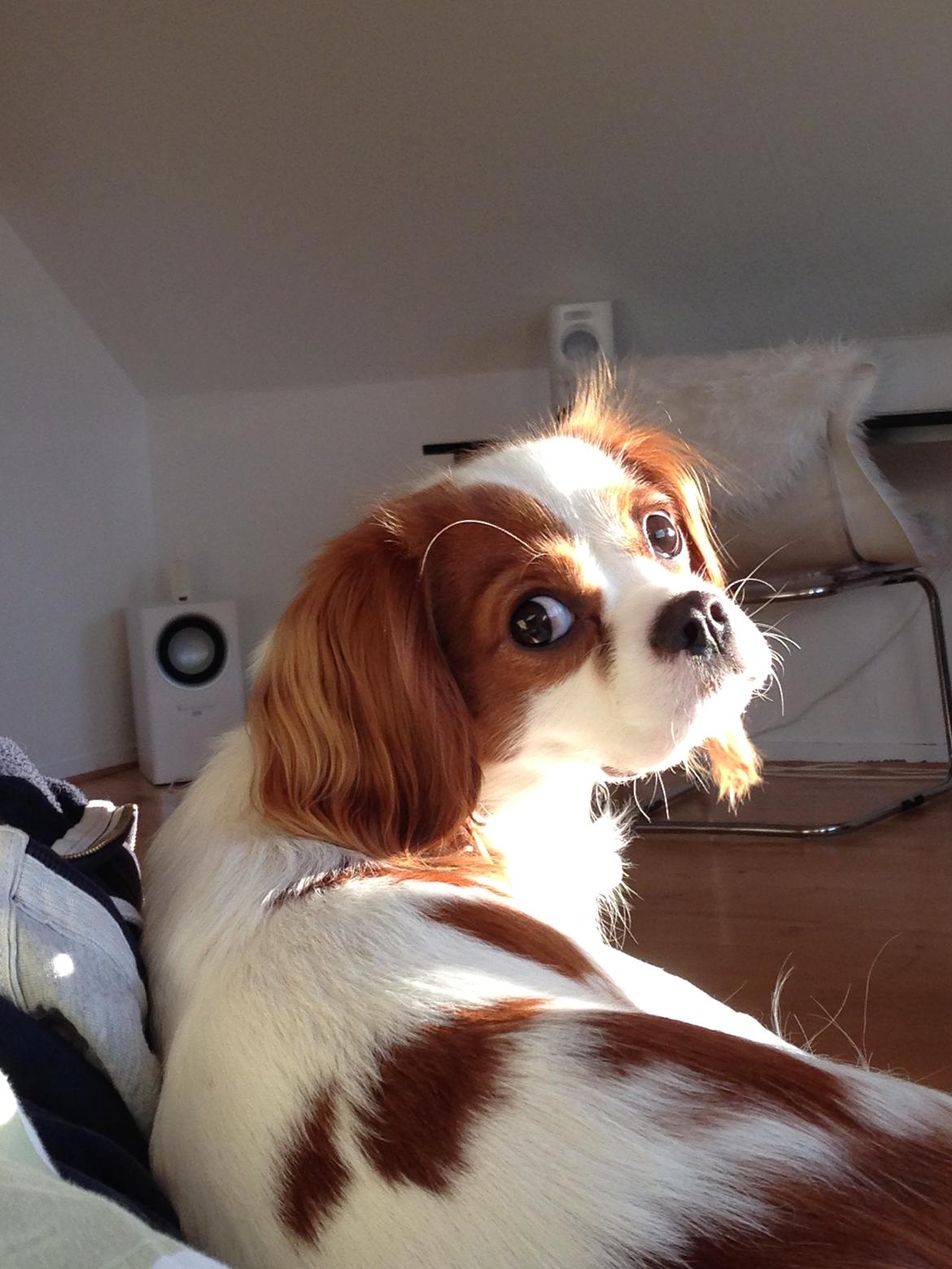 Cavalier king charles spaniel Eljen´s Lucca billede 3