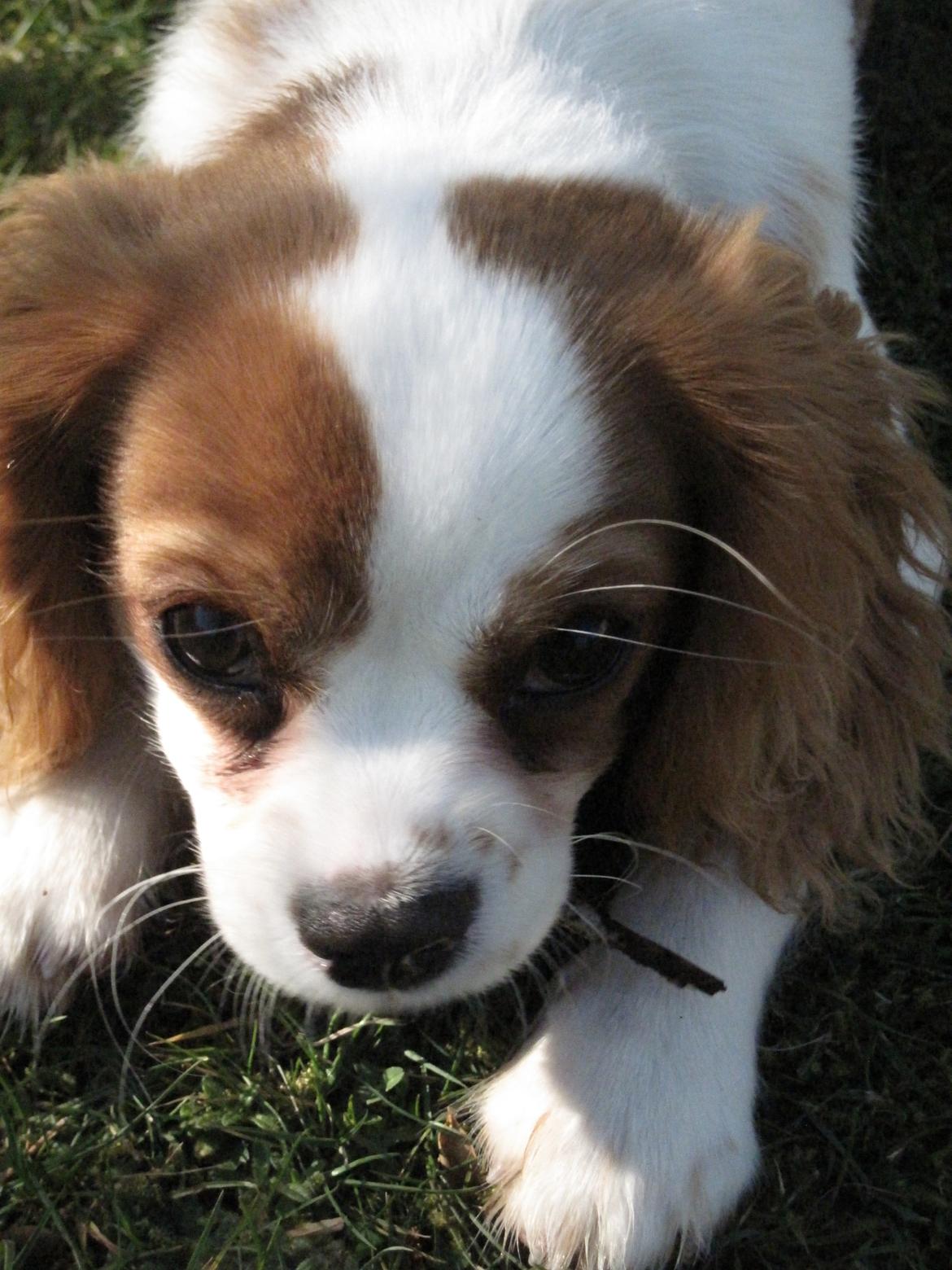 Cavalier king charles spaniel Eljen´s Lucca billede 4