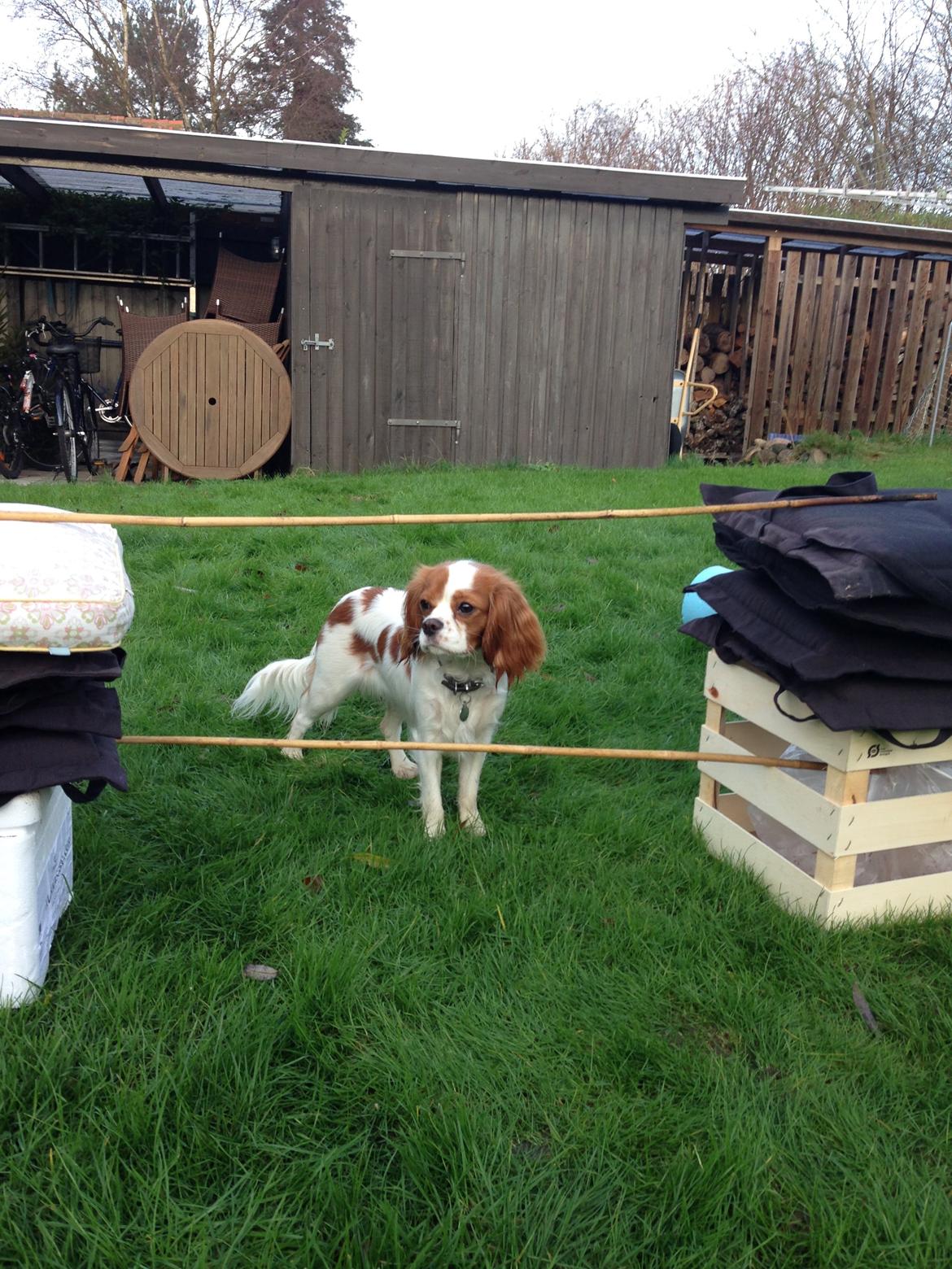 Cavalier king charles spaniel Eljen´s Lucca billede 5