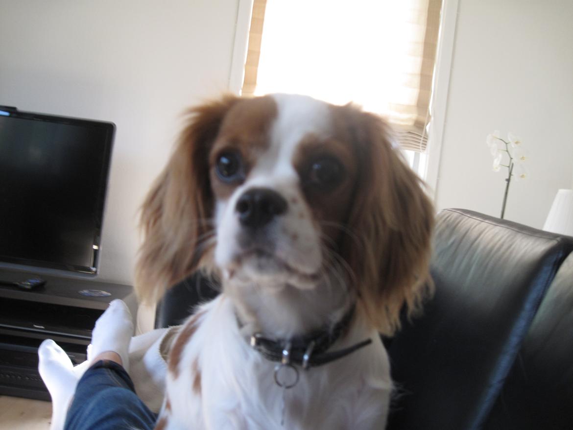 Cavalier king charles spaniel Eljen´s Lucca billede 7