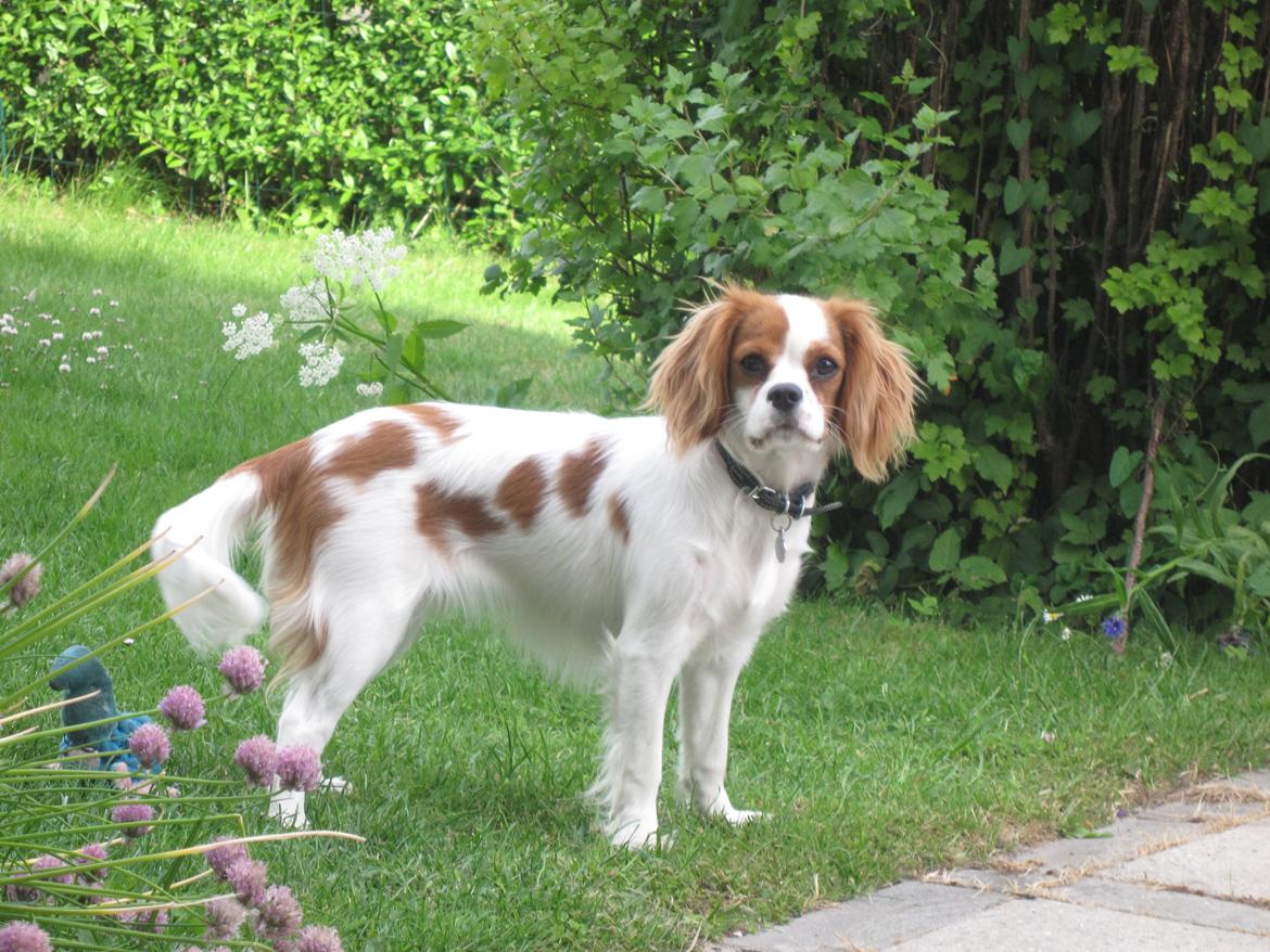Cavalier king charles spaniel Eljen´s Lucca billede 8