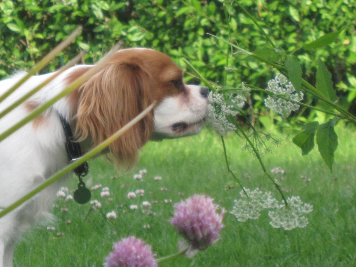 Cavalier king charles spaniel Eljen´s Lucca billede 9