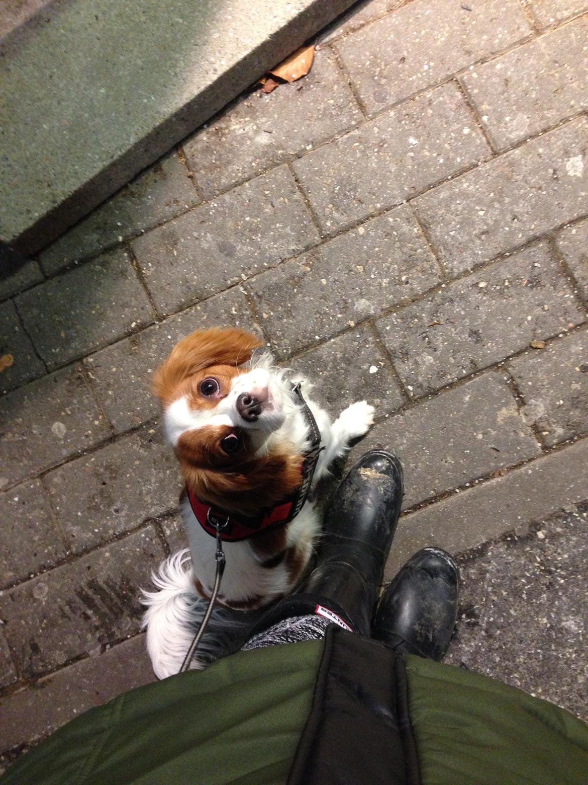 Cavalier king charles spaniel Eljen´s Lucca billede 6