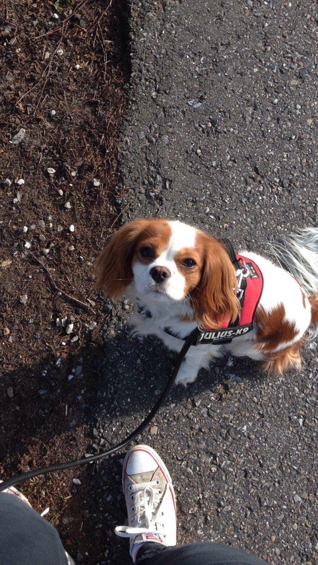 Cavalier king charles spaniel Eljen´s Lucca billede 10