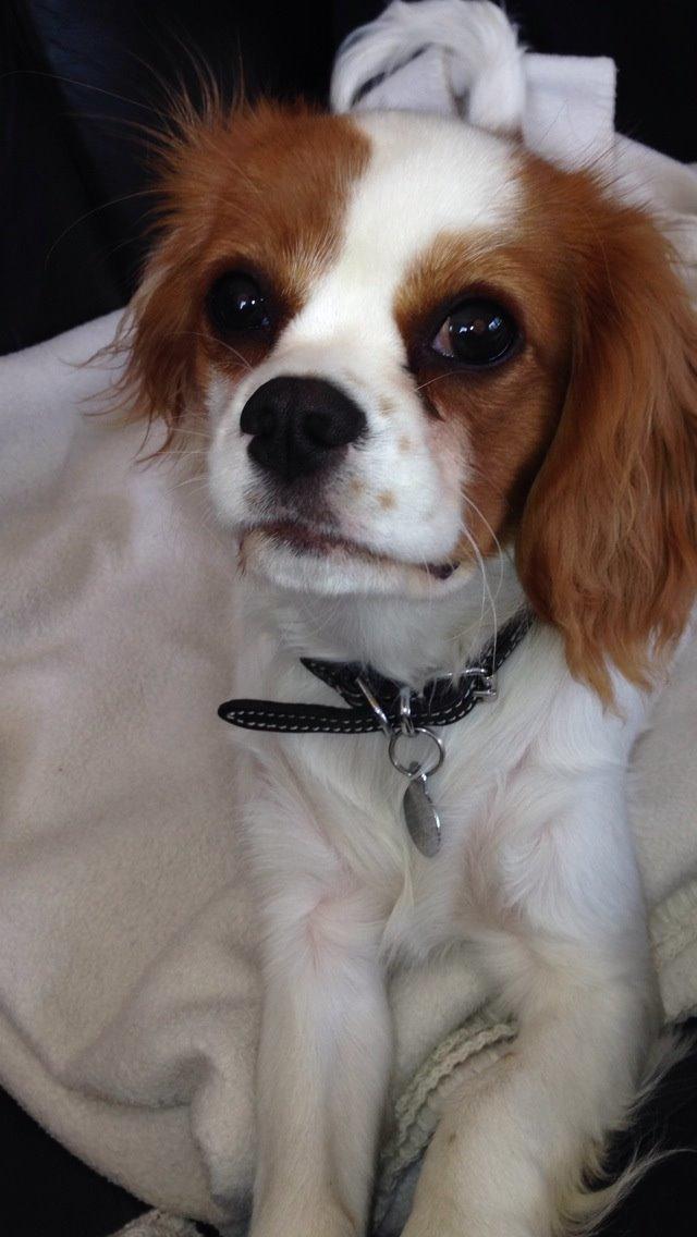 Cavalier king charles spaniel Eljen´s Lucca billede 11