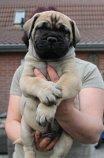 Bullmastiff Hjalmer  billede 4