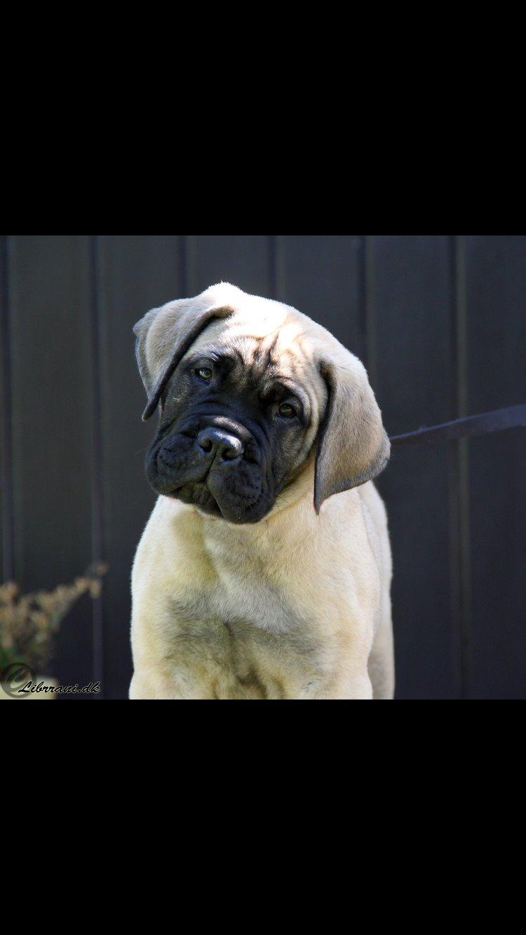 Bullmastiff Hjalmer  billede 1