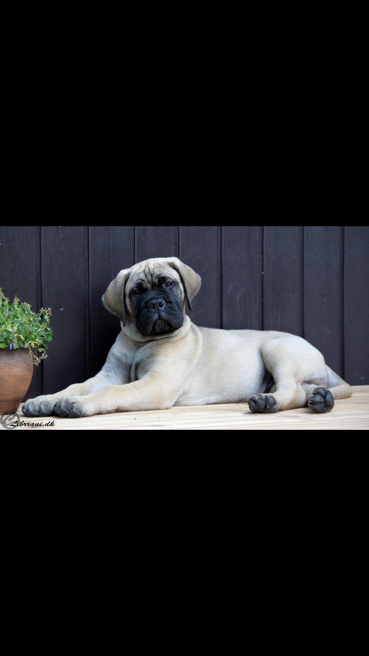 Bullmastiff Hjalmer  billede 3