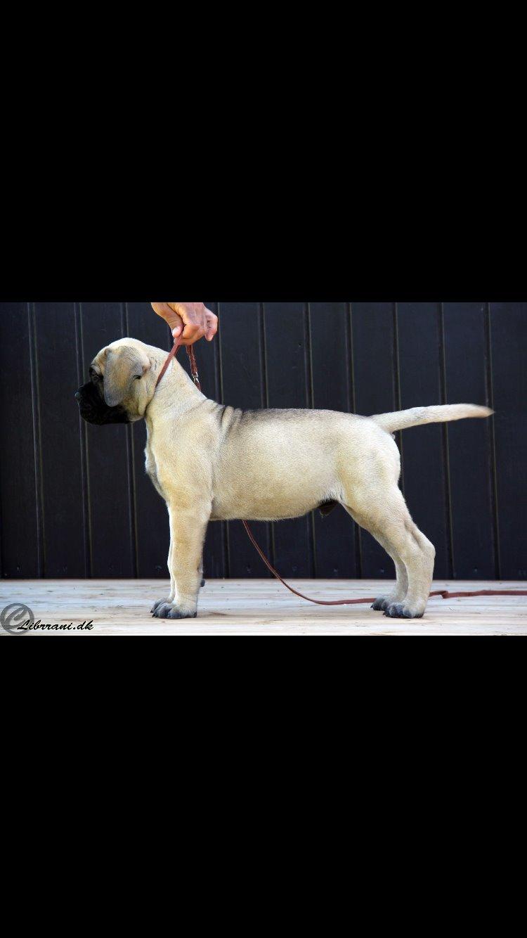 Bullmastiff Hjalmer  billede 2