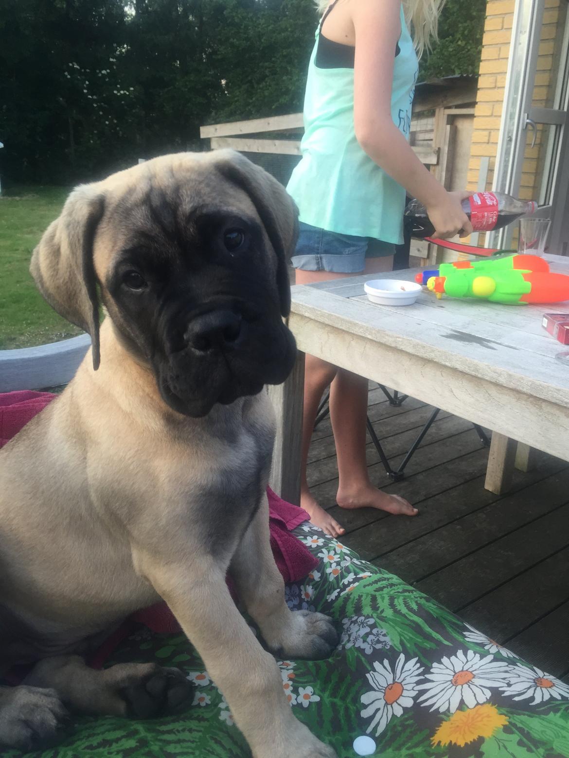 Bullmastiff Hjalmer  billede 5