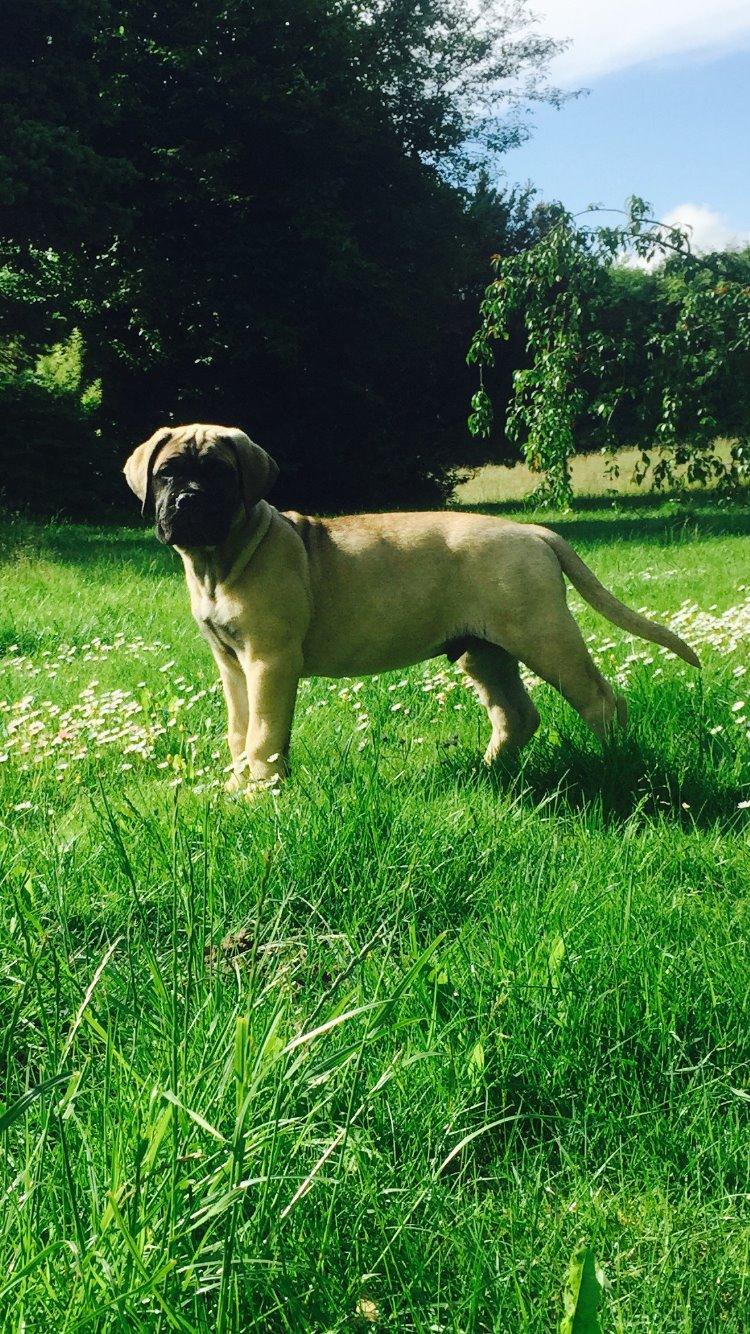 Bullmastiff Hjalmer  billede 6