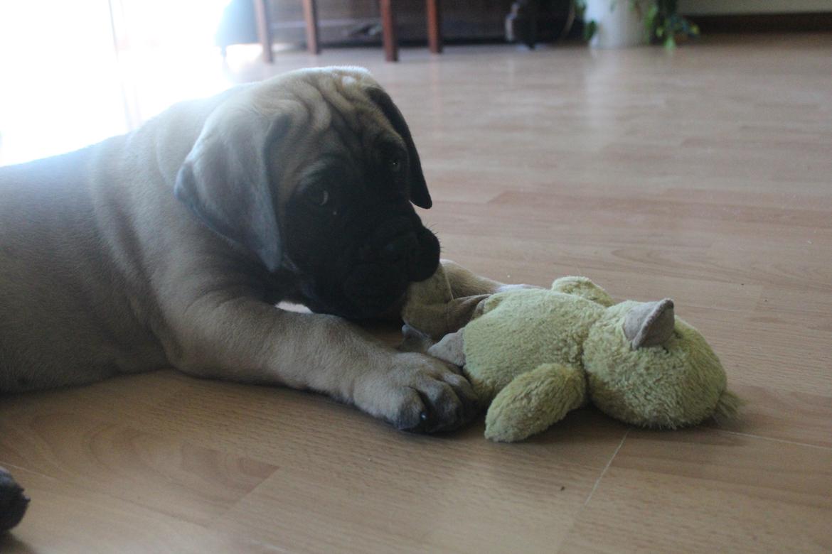 Bullmastiff Hjalmer  billede 7