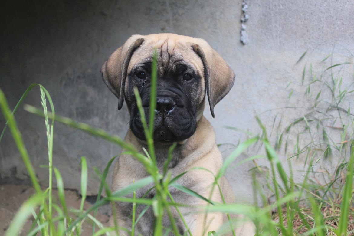 Bullmastiff Hjalmer  billede 8