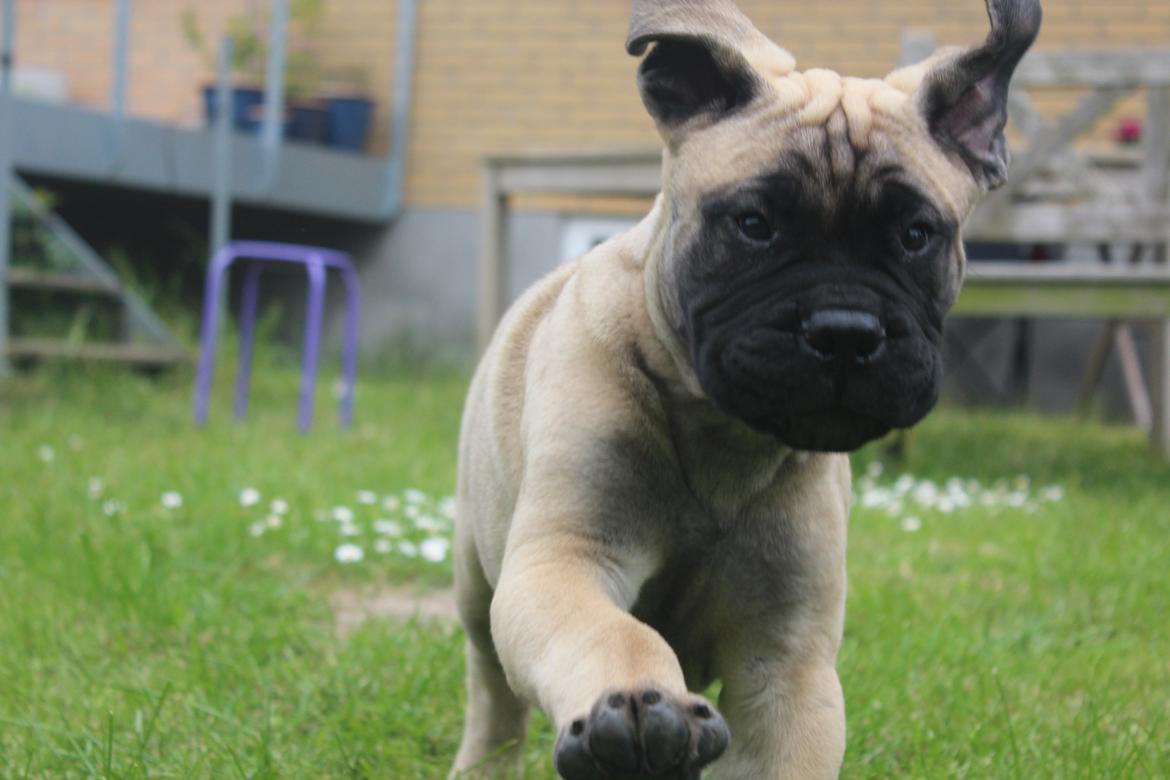 Bullmastiff Hjalmer  billede 9