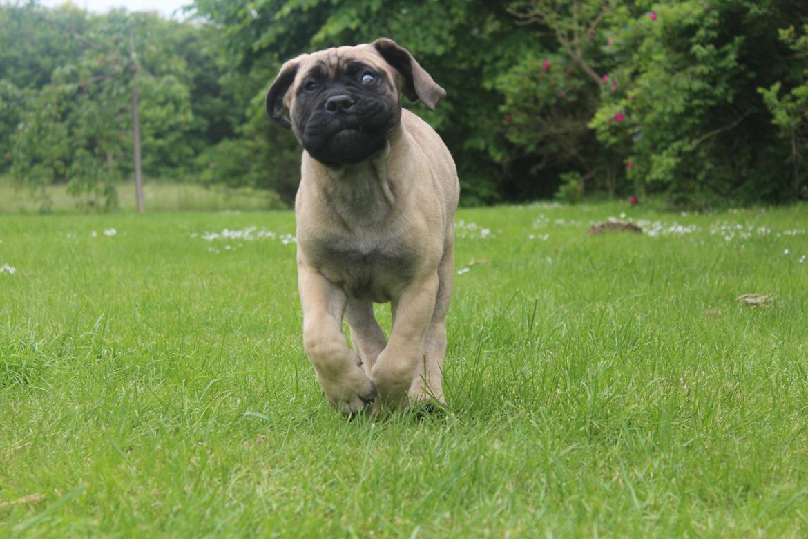 Bullmastiff Hjalmer  billede 10
