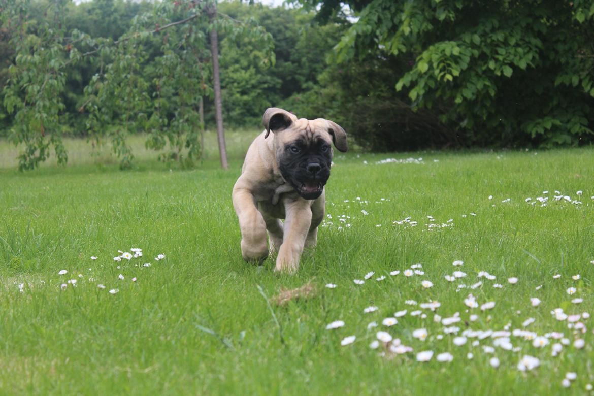 Bullmastiff Hjalmer  billede 11