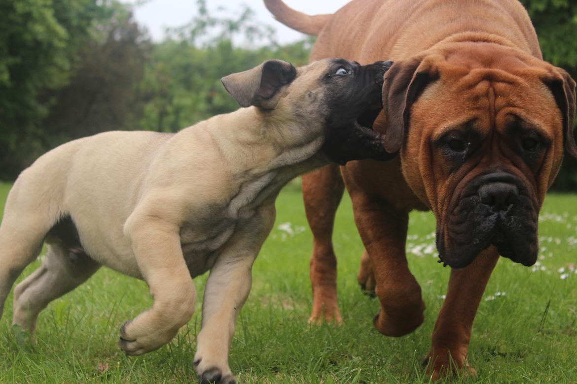 Bullmastiff Hjalmer  billede 12