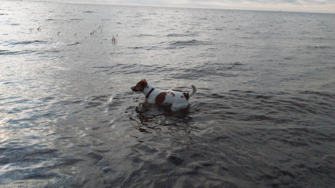 Dansk svensk gaardhund Otto billede 38