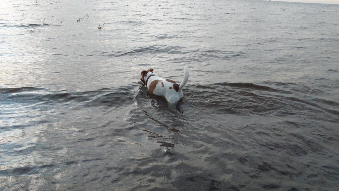 Dansk svensk gaardhund Otto billede 39