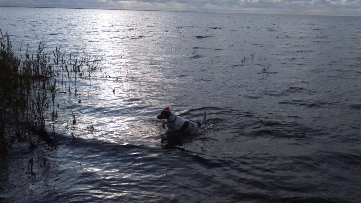 Dansk svensk gaardhund Otto billede 40