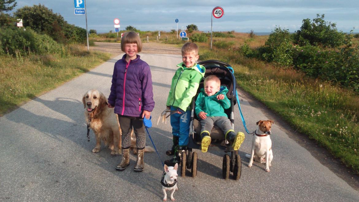 Dansk svensk gaardhund Otto billede 41