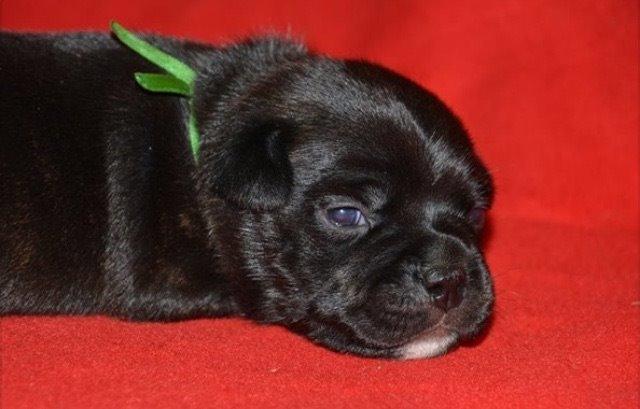 Staffordshire bull terrier Homeboy Kabri aka Leo billede 1