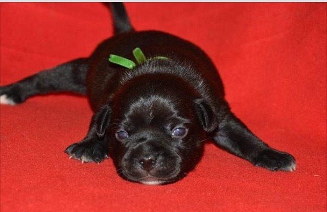 Staffordshire bull terrier Homeboy Kabri aka Leo billede 2