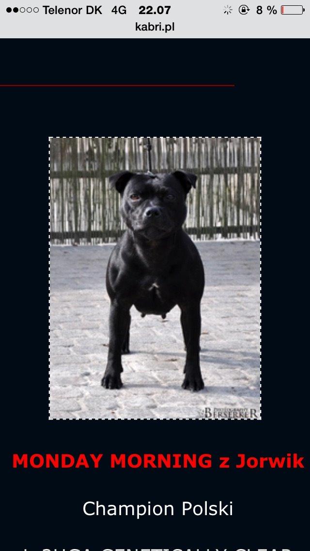 Staffordshire bull terrier Homeboy Kabri aka Leo billede 3
