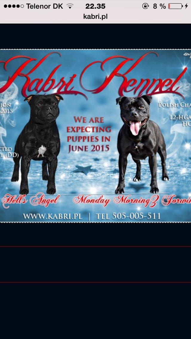 Staffordshire bull terrier Homeboy Kabri aka Leo billede 4