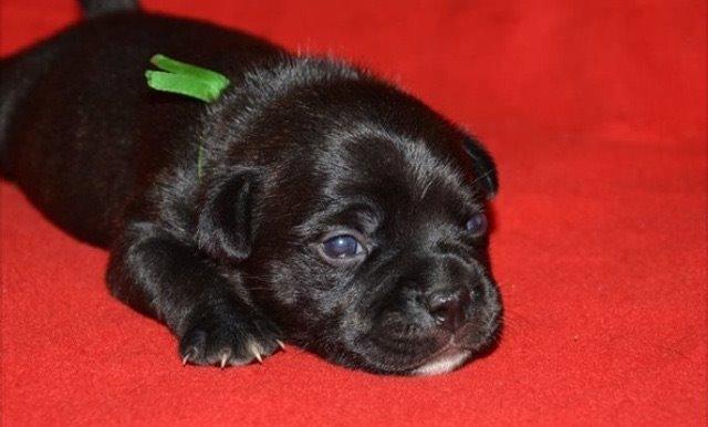 Staffordshire bull terrier Homeboy Kabri aka Leo billede 5