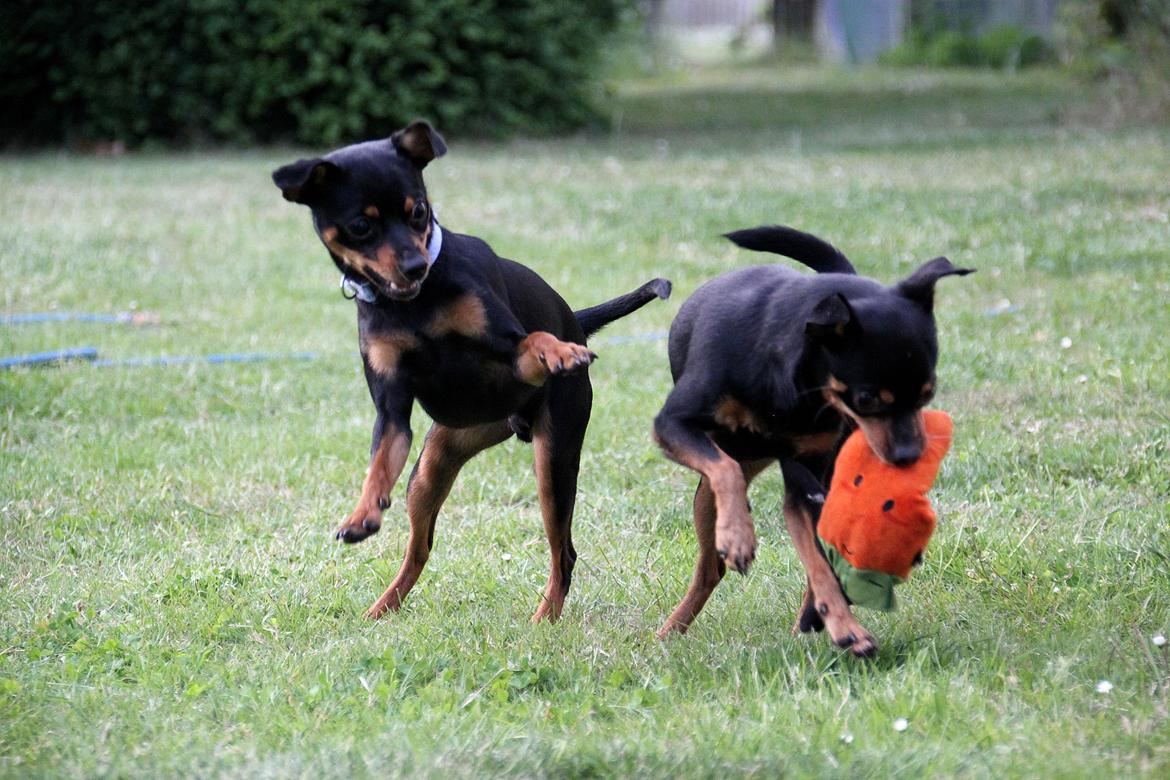 Blanding af racer Ninja *pivdyr* - Jack og Ninja, 2015 billede 3