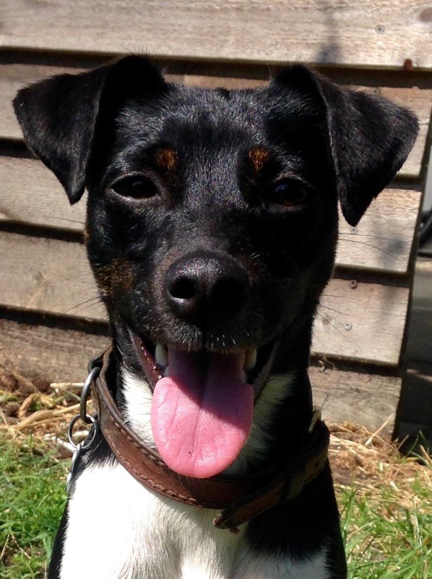 Blanding af racer La Chica billede 42