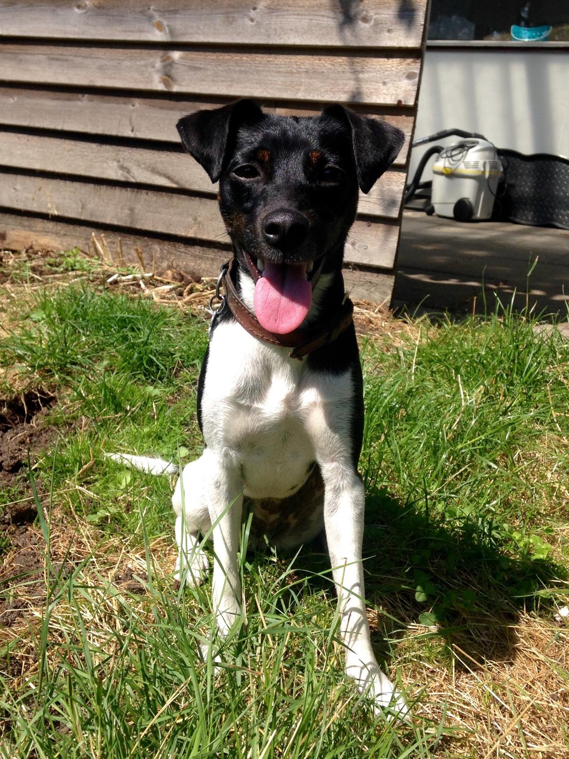 Blanding af racer La Chica billede 43