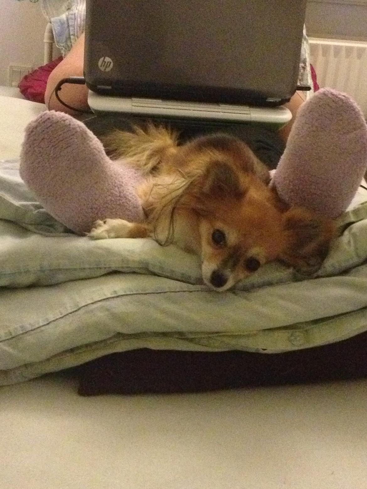 Blanding af racer Luna billede 27