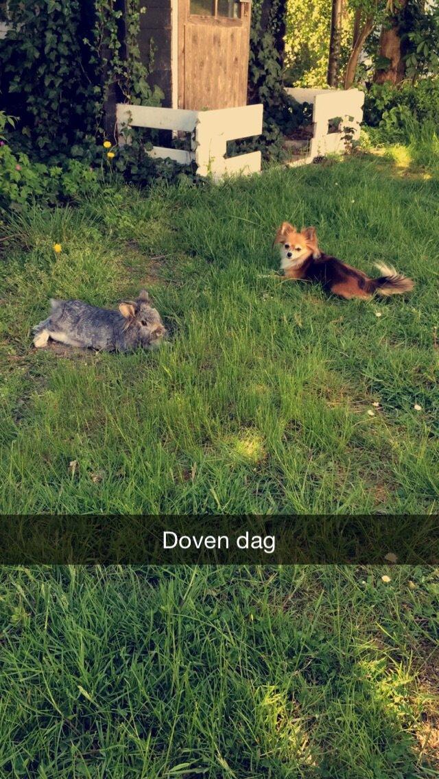 Blanding af racer Luna billede 28