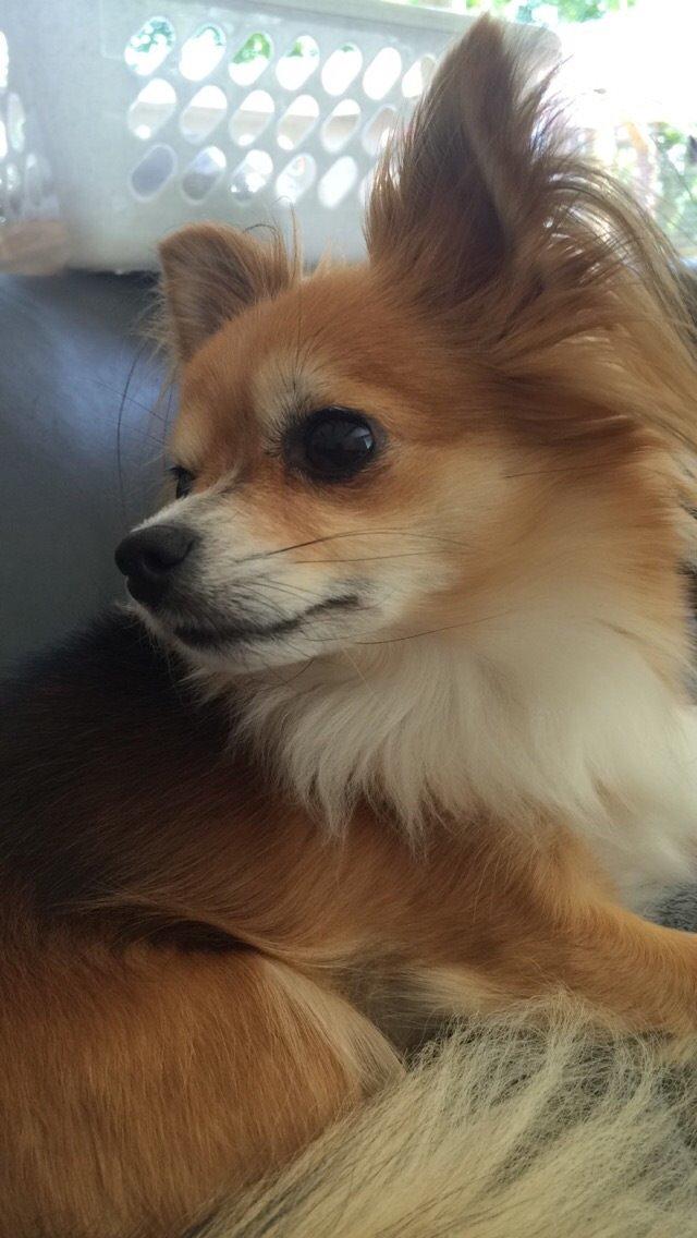 Blanding af racer Luna billede 32