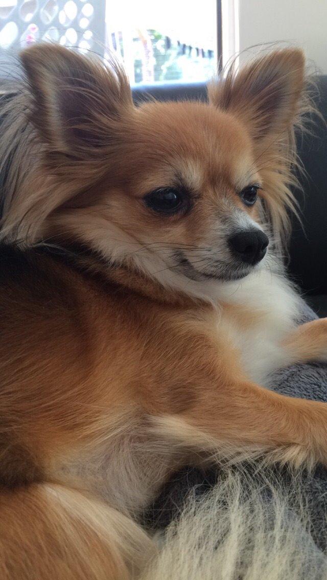 Blanding af racer Luna billede 30