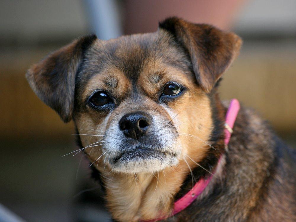 Blanding af racer Lilly - *14/7-15* billede 13