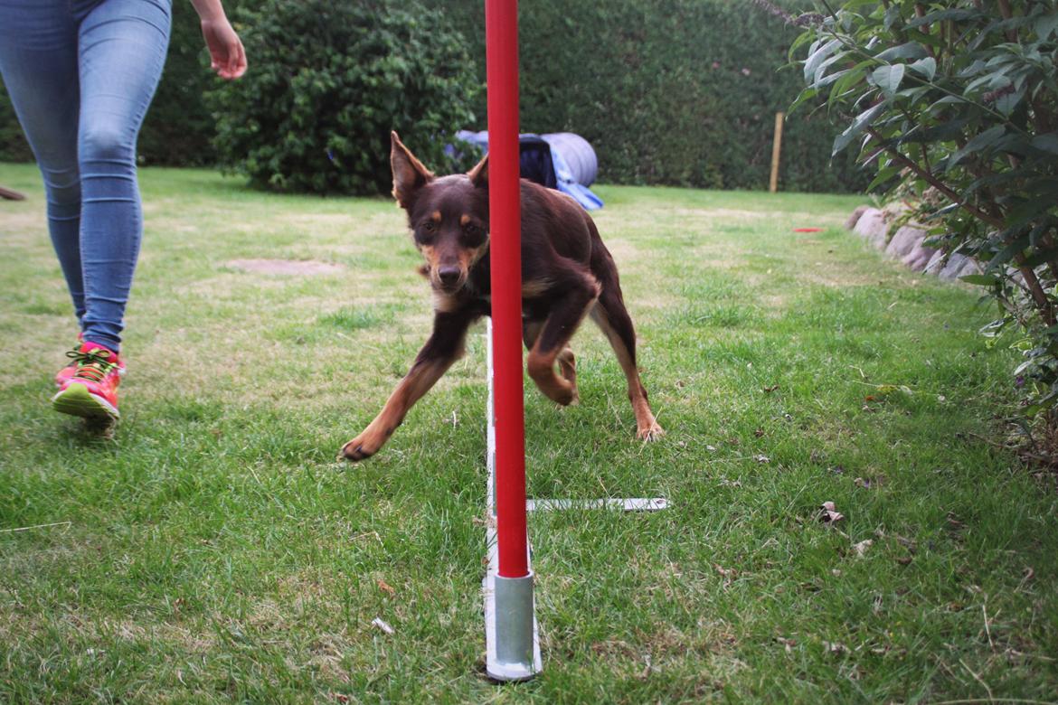 Border collie / Australsk Kelpie - Jack (Sparrow) billede 1