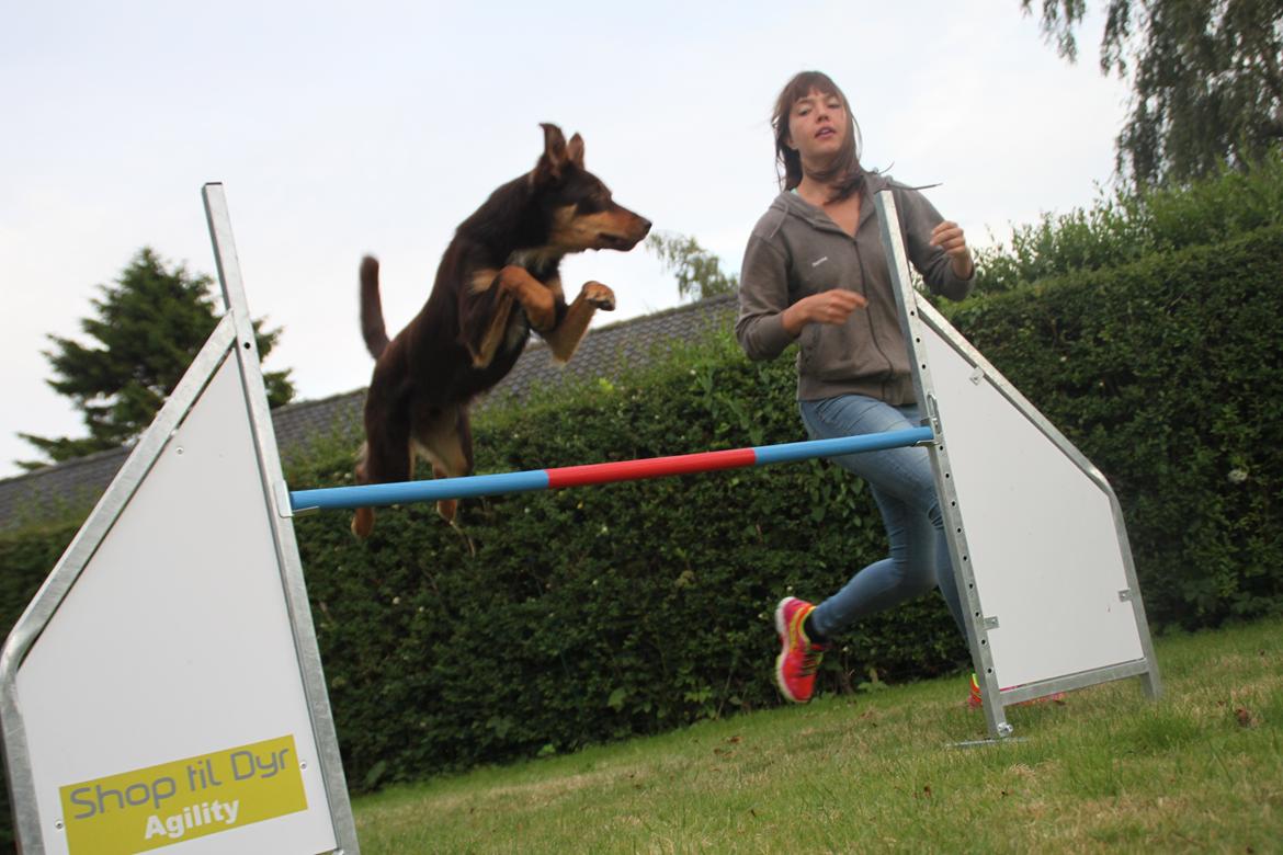 Border collie / Australsk Kelpie - Jack (Sparrow) billede 3