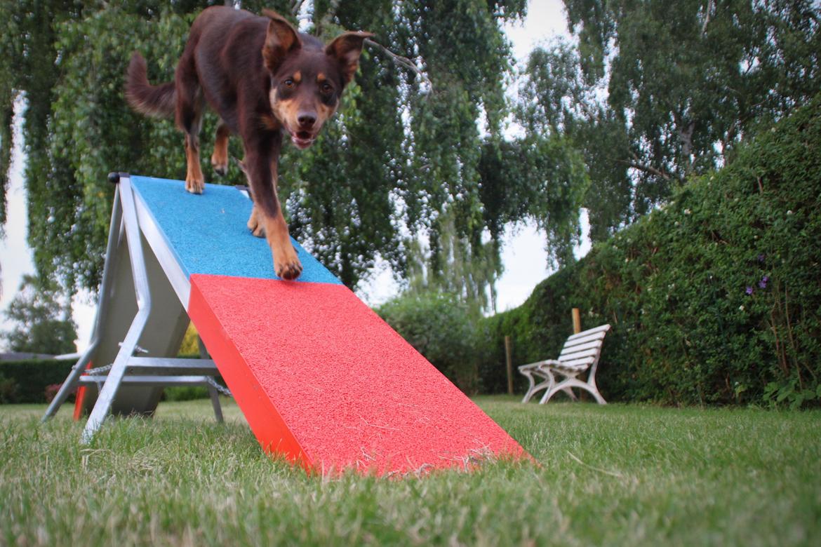 Border collie / Australsk Kelpie - Jack (Sparrow) billede 2