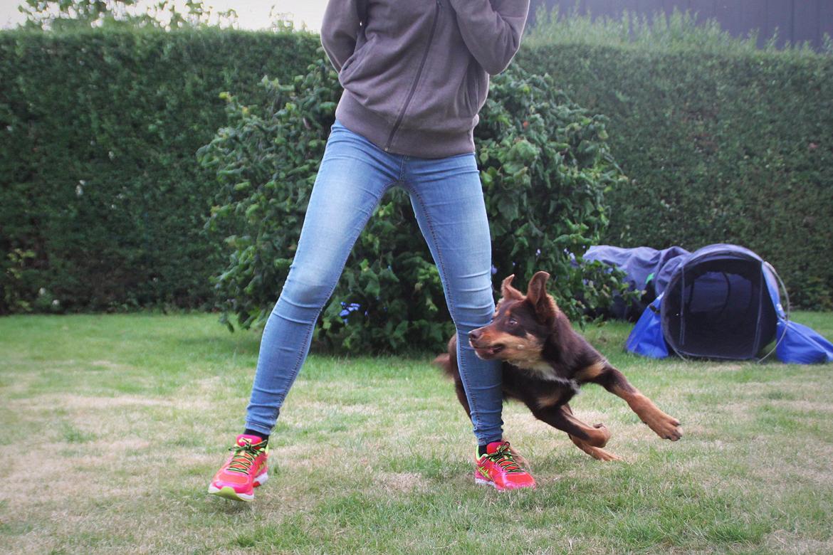 Border collie / Australsk Kelpie - Jack (Sparrow) billede 4