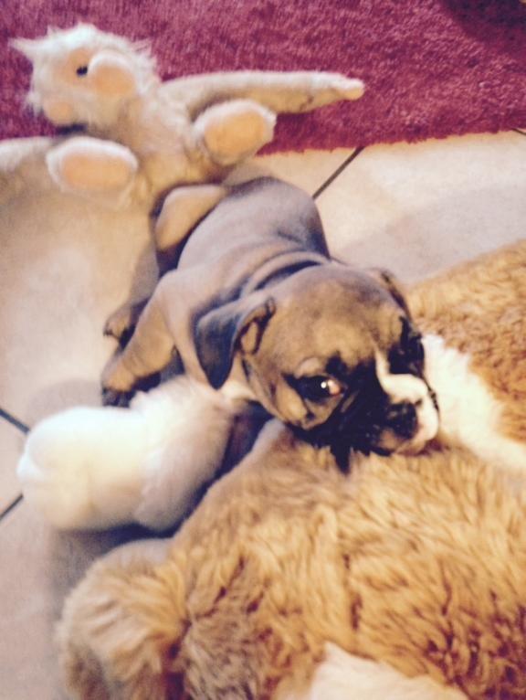 Fransk bulldog Tyson - 10 uger billede 2