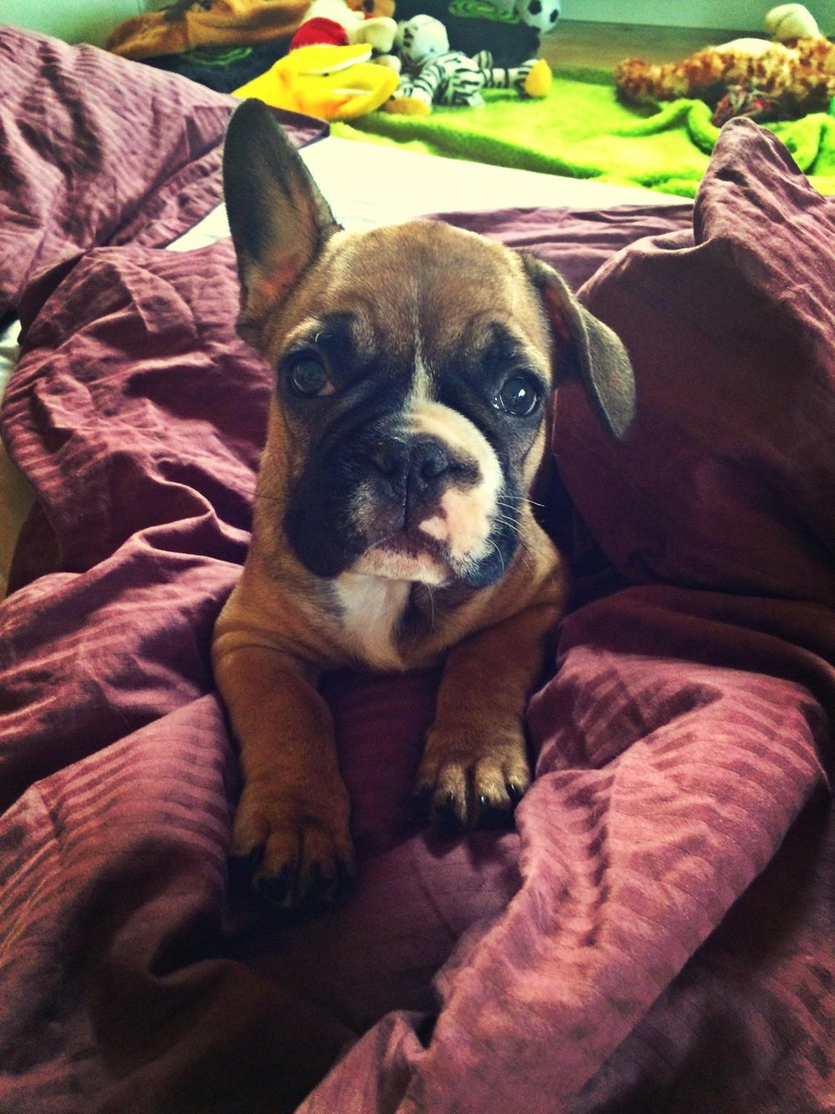 Fransk bulldog Tyson billede 3