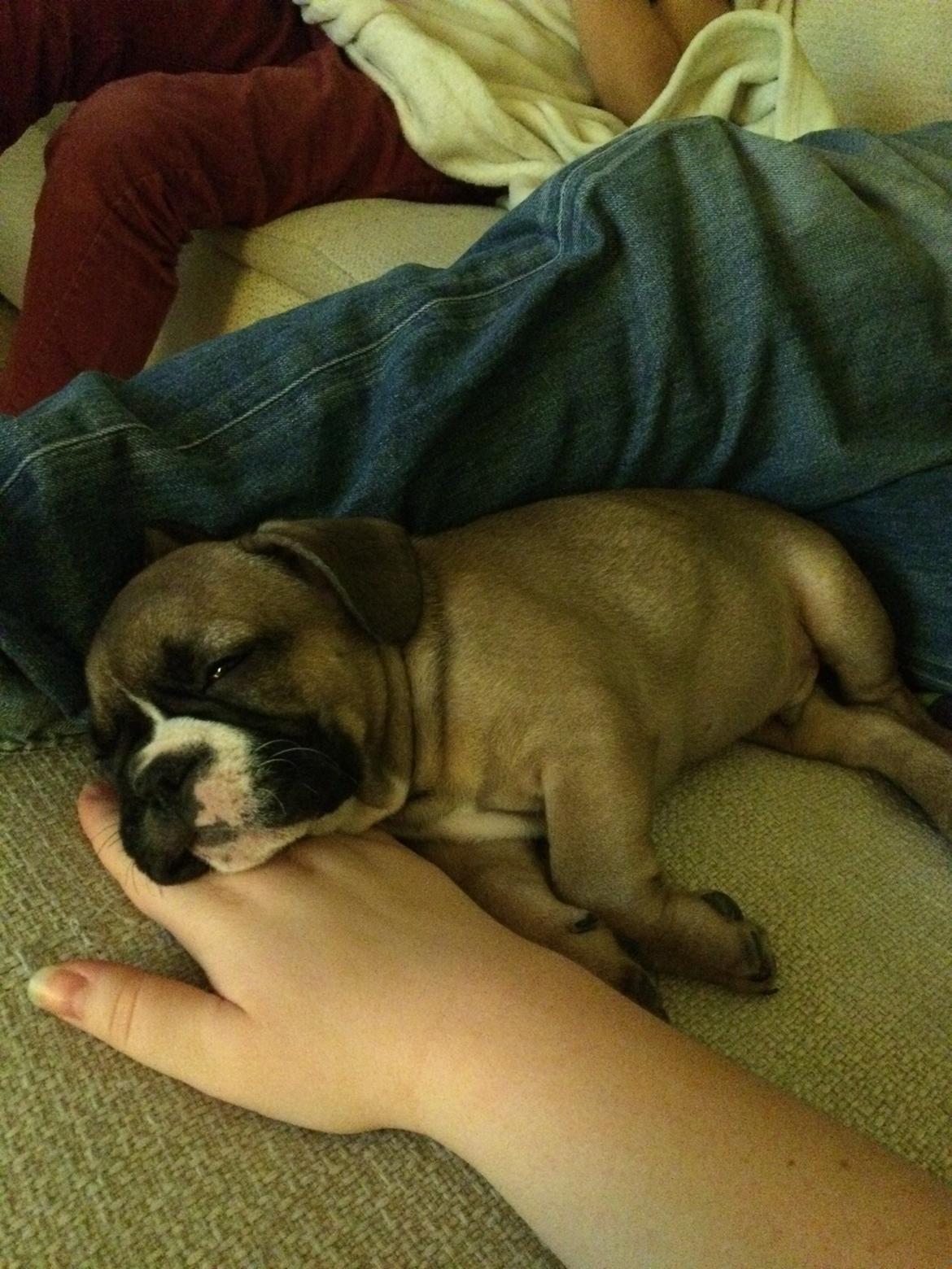 Fransk bulldog Tyson billede 4