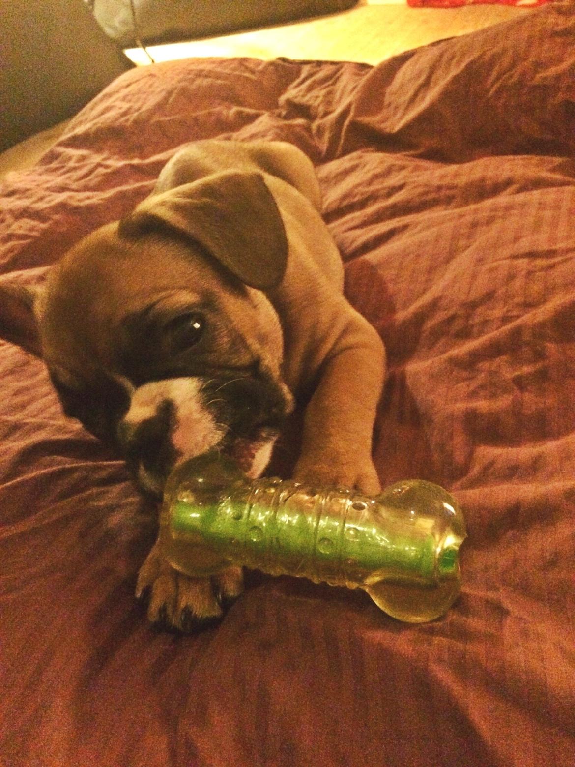 Fransk bulldog Tyson billede 5