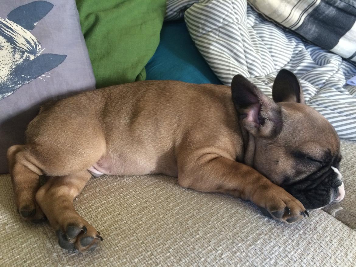 Fransk bulldog Tyson billede 6